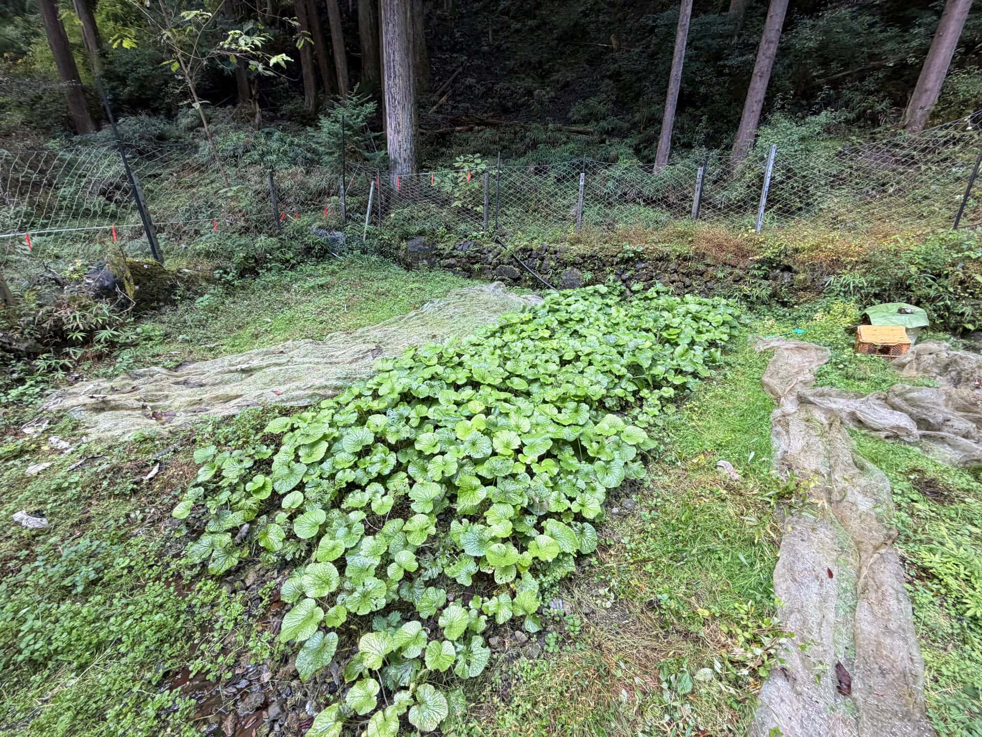 森の中で自然に育つわさびの群落