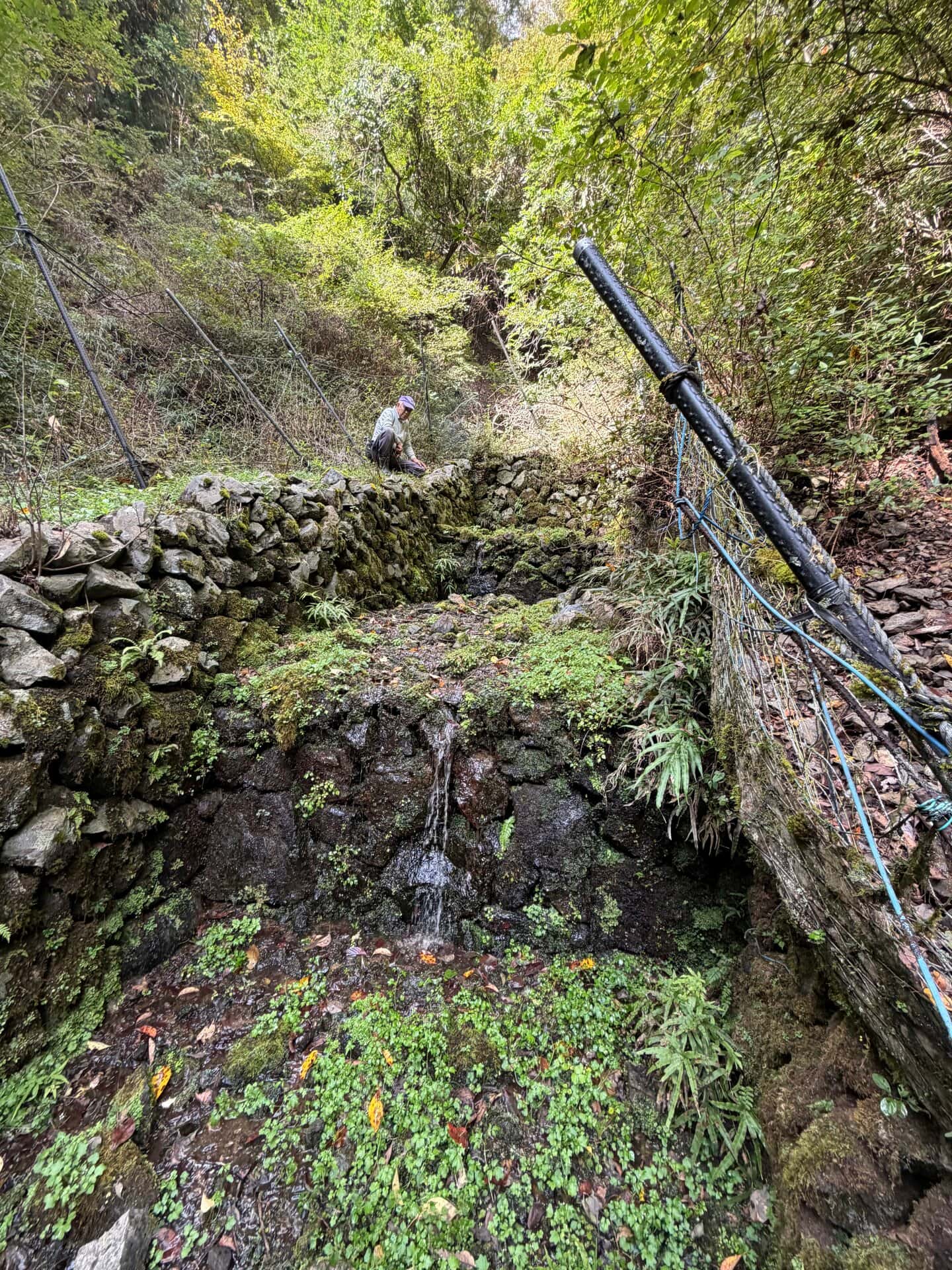 苔むした石垣と水が流れ落ちる古いわさび田