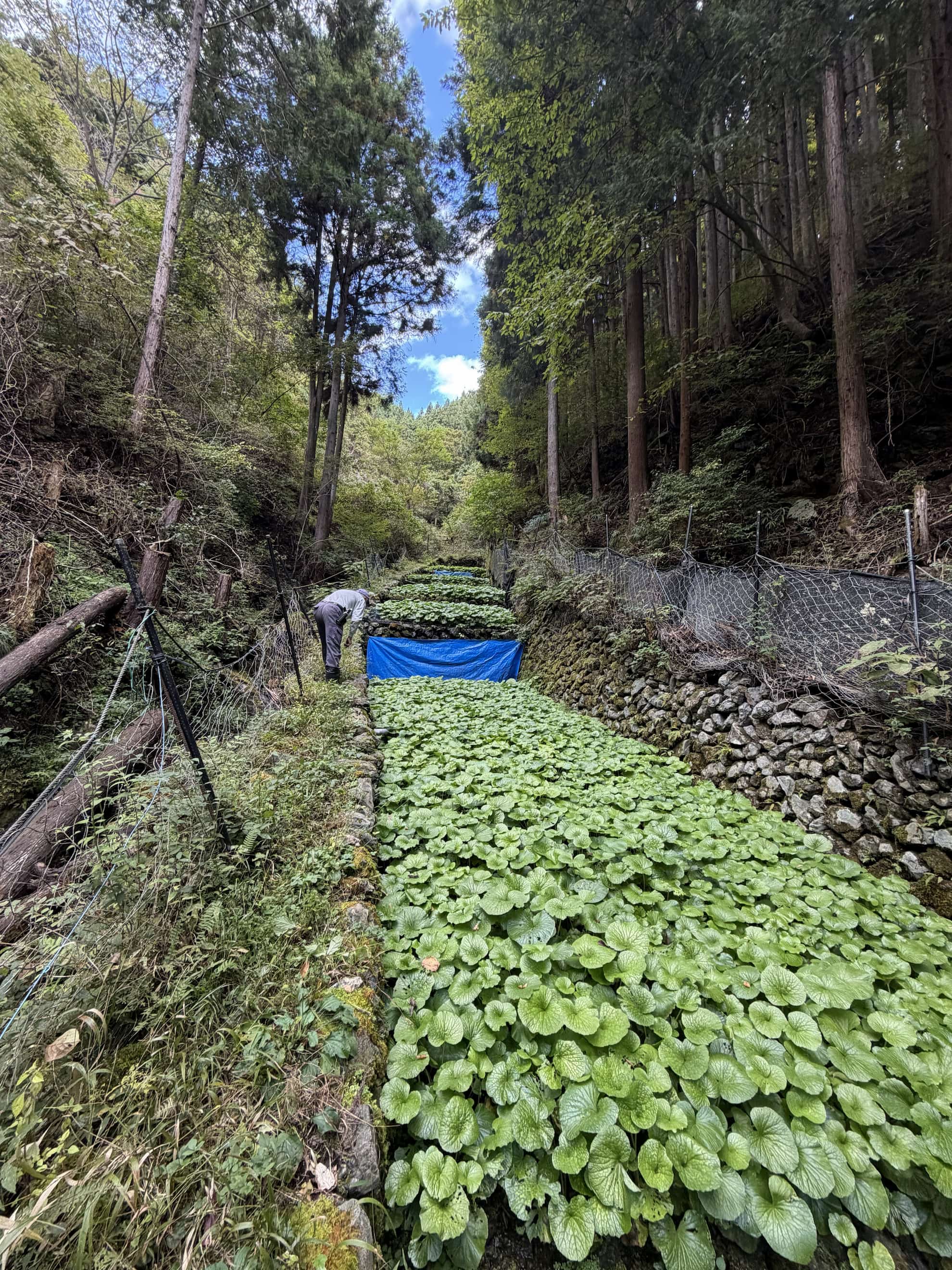 青空の下、深い森に囲まれた奥多摩のわさび田