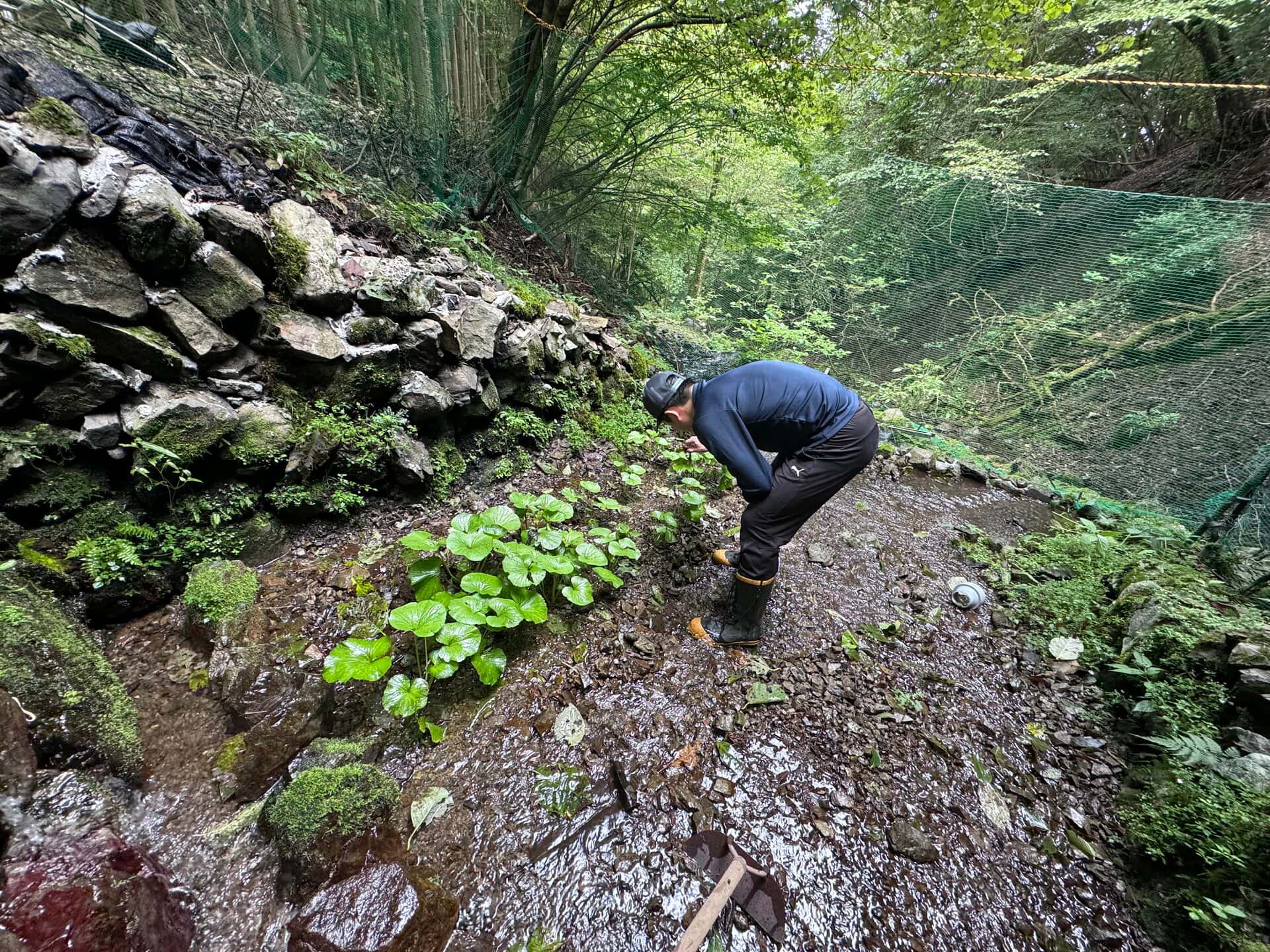 苔むした石垣のそばで泥にまみれてわさびの世話をする人