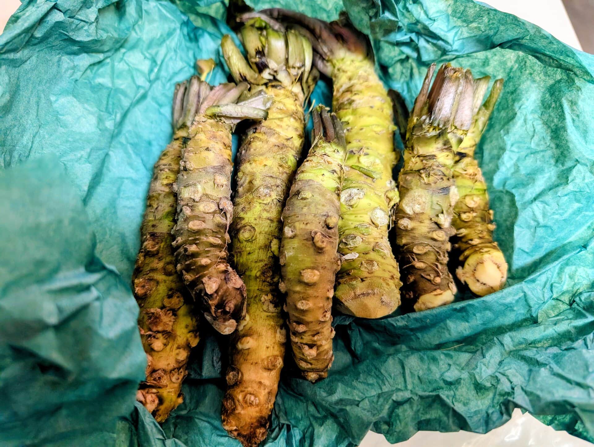 収穫された奥多摩わさびの根