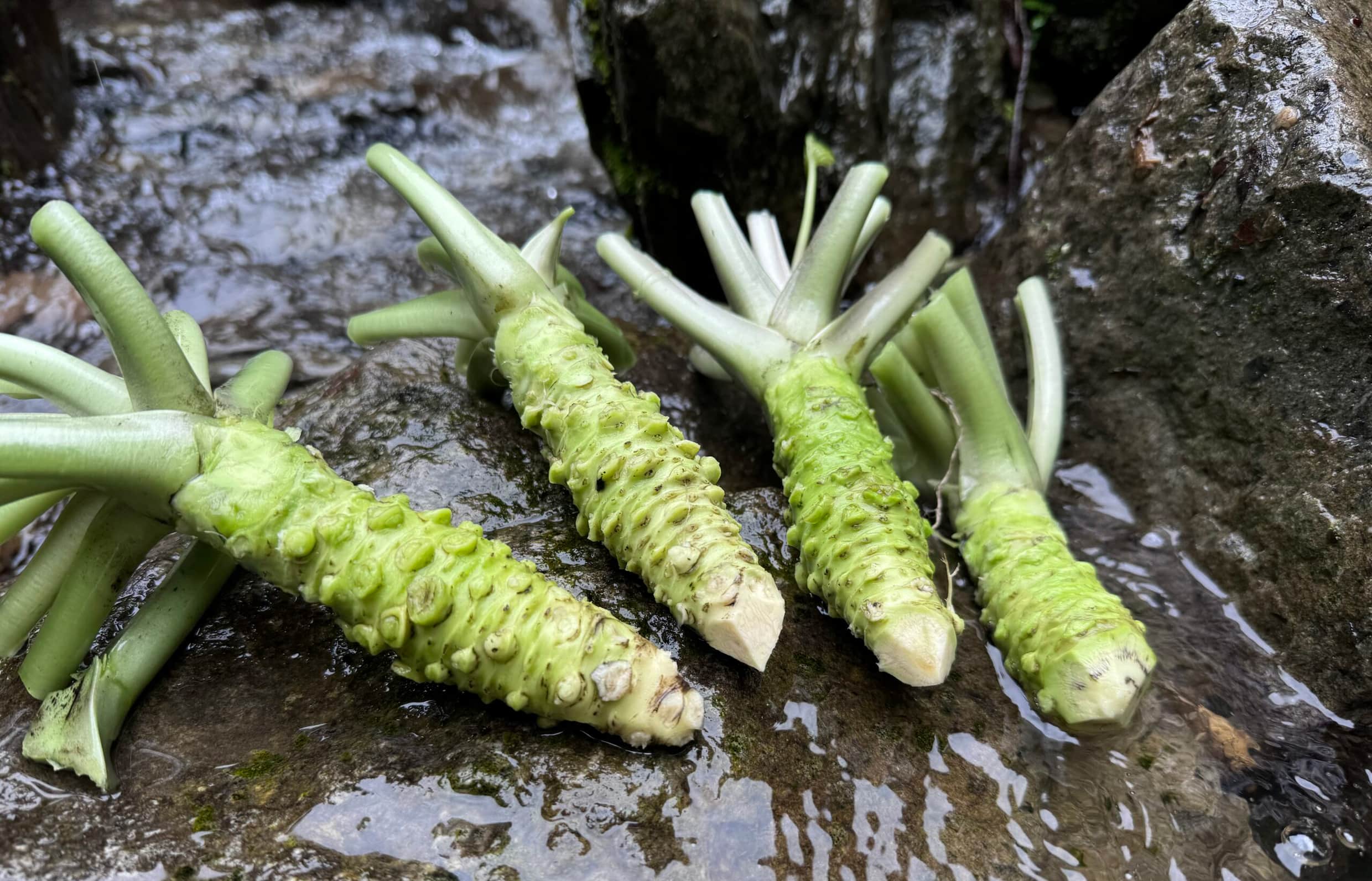 収穫された奥多摩わさびの根